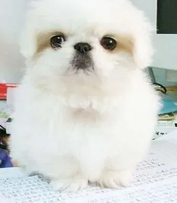 京巴狗|如何更好的为京巴狗选购最适合它的玩具