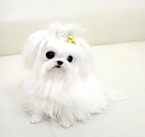马尔济斯|马尔济斯犬长到多大才算成年