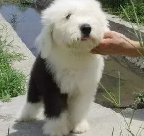 古代牧羊犬|最适合古代牧羊犬的运动计划应该是怎样的