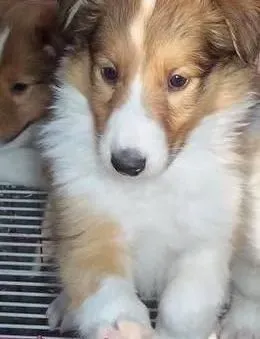 苏格兰牧羊犬|苏格兰牧羊犬对食物的需求及消化特性