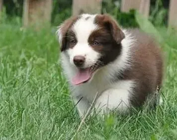 边境牧羊犬|如何预防边境牧羊犬患上细小和狗瘟疾病