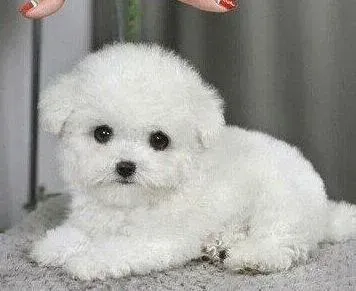 泰迪犬|泰迪犬不吃饭鼻子热是生病了吗