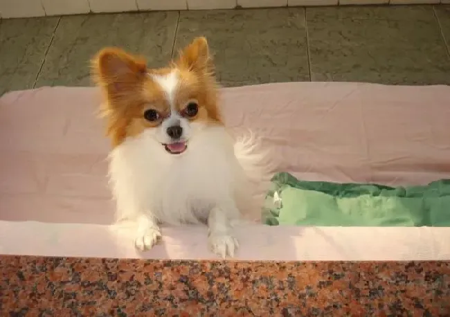 蝴蝶犬|让蝴蝶犬乖乖吃药的小秘籍