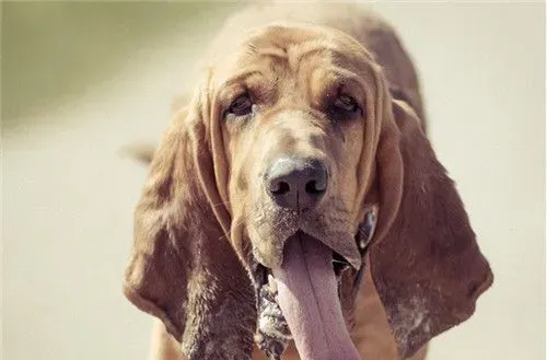 寻血猎犬习性 与人类相处则忠诚且善良 | 寻血猎犬