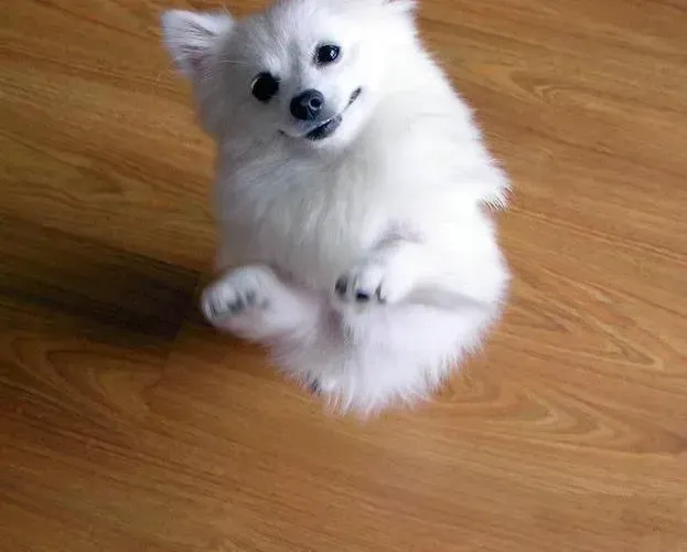 银狐犬|银狐犬身上长黄豆大小的痘痘是什么东西