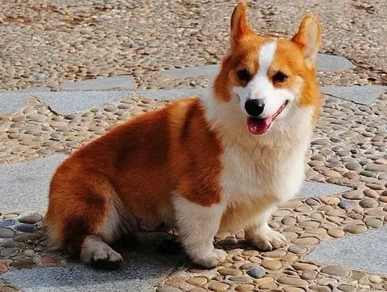 柯基犬|柯基犬不爱吃饭是因为肚子里有虫子吗