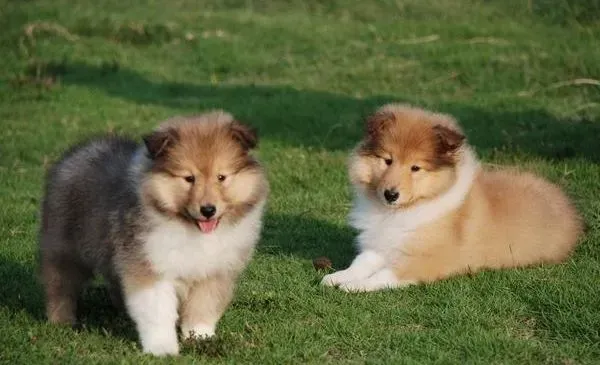 苏格兰牧羊犬|我家苏格兰牧羊犬大便带血是怎么回事