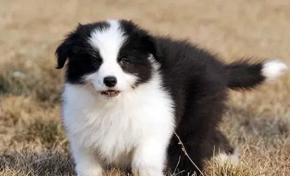 边境牧羊犬|导致边境牧羊犬出现食欲不振的三大原因