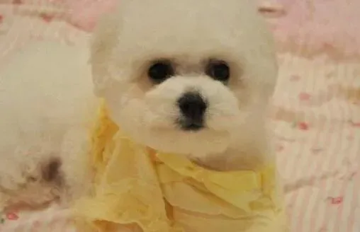比熊犬|麻辣老师之纠正比熊犬听门铃乱叫的坏习惯