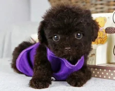 泰迪犬|如何让老年期的泰迪犬更健康的生活