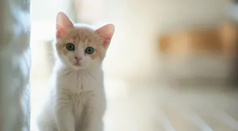 猫感冒了怎么办 用抗生素控制继发感染 | 猫