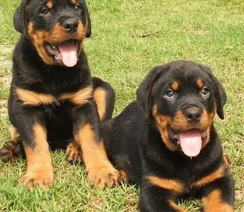 罗威纳犬|如何准确的控制好罗威纳犬的食量