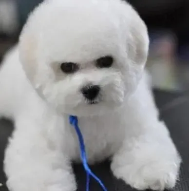 比熊犬|不要让你的比熊犬养成领袖症