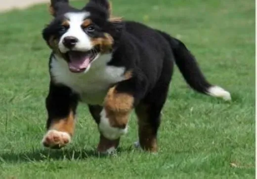 伯恩山犬|伯恩山犬步入成年之后最容易患上哪些疾病