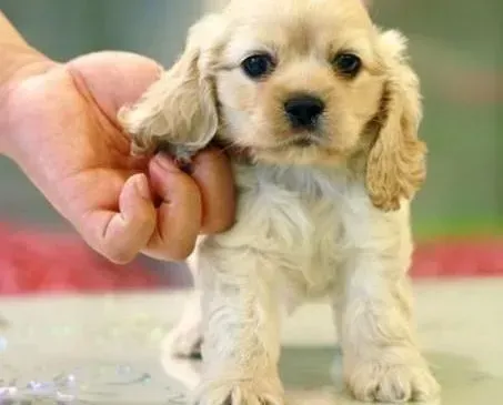 可卡犬|三个月的可卡犬吃什么狗粮更健康
