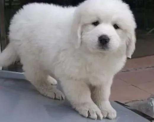 大白熊犬|大白熊犬患上肠胃炎要如何治疗