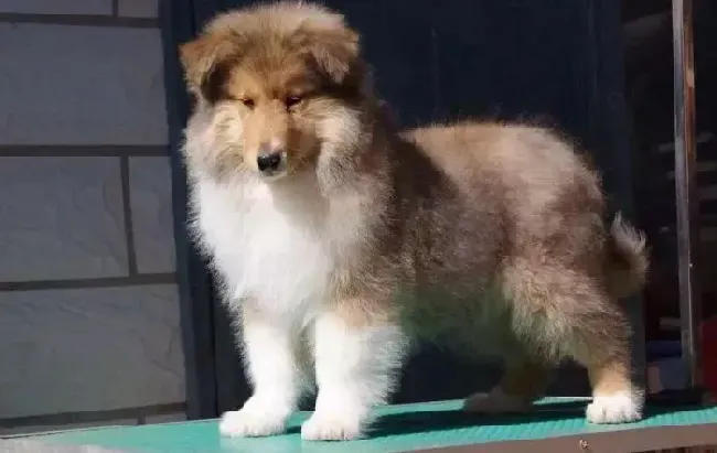 苏格兰牧羊犬|苏格兰牧羊犬怀孕58天不吃东西是要生了吗