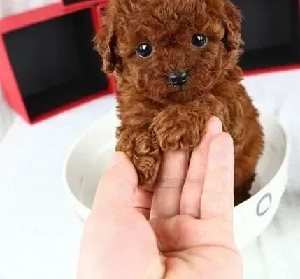 泰迪犬|怎样饲养处在发情期的泰迪犬母犬
