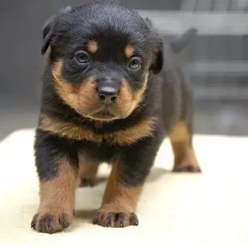 罗威纳犬|罗威纳犬掉毛原因及对付狗狗掉毛的方法