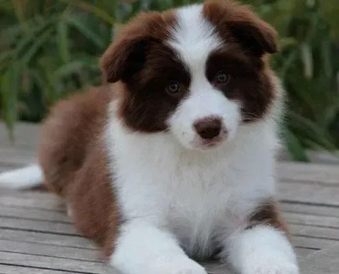边境牧羊犬|一个多月的边境牧羊犬拉稀带血是什么问题