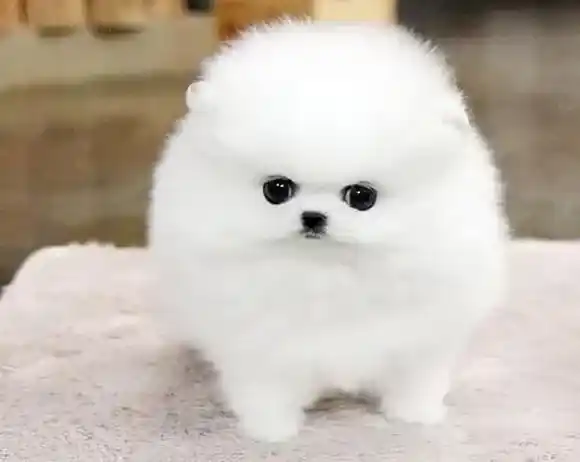 博美犬|博美犬喜欢在厕所玩耍 这是为什么啊