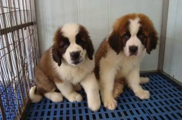 圣伯纳犬|如何干净利索的完成圣伯纳犬的美容工作