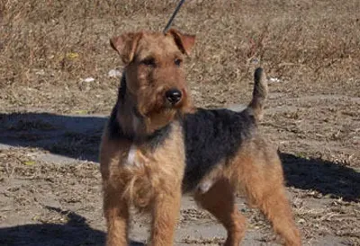 威尔士梗如何训练 该犬机灵勇敢 | 威尔士梗