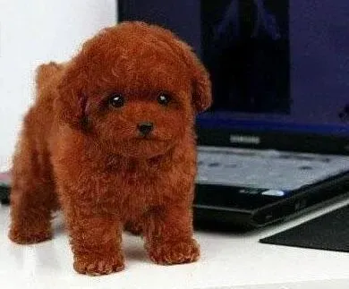 贵宾犬|如何培养贵宾犬定时定量的饮食习惯