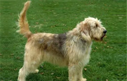 奥达猎犬掉毛不 掉毛比较严重 | 奥达猎犬