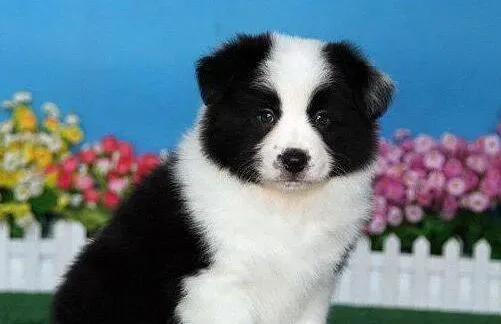 边境牧羊犬|年幼的边境牧羊犬需要如何护理才能保证健康成长