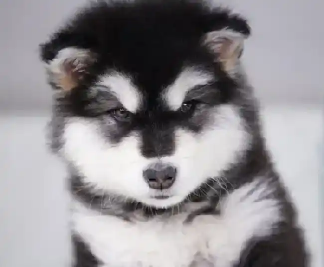 阿拉斯加犬|阿拉斯加犬发情了应该如何照顾它呢