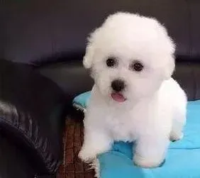 比熊犬|比熊犬咳嗽吐白色痰液 求专家指点