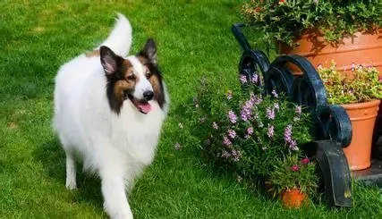 苏格兰牧羊犬晚上老叫 在发情的时候是会随意叫 | 苏格兰牧羊犬