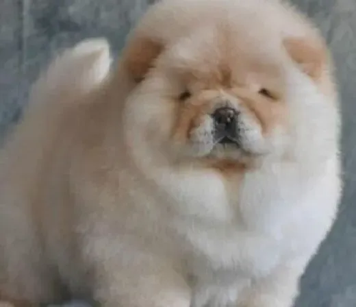 松狮犬|怎样饲养一岁以下的松狮犬幼犬