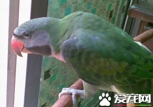 大绯胸鹦鹉说话能力 最佳的学语期是变嘴期 | 大绯胸鹦鹉