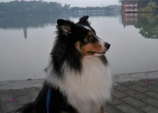 喜乐蒂牧羊犬喂养 不能长期饲喂单一的饲料 | 喜乐蒂牧羊犬