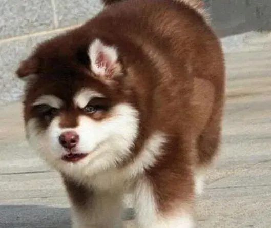 阿拉斯加犬|怎样彻底阻止阿拉斯加雪橇犬的乱吃行为