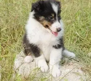 苏格兰牧羊犬|怎样才能让苏格兰牧羊犬学会文明如厕的好习惯