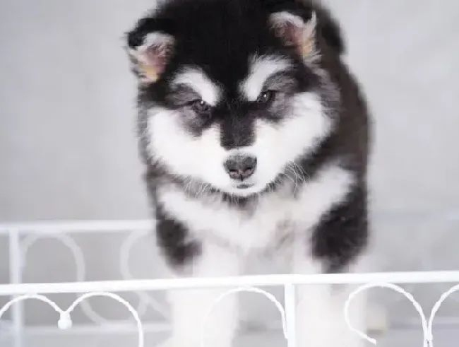 阿拉斯加犬|阿拉斯加狗狗拉便便特别臭怎么回事
