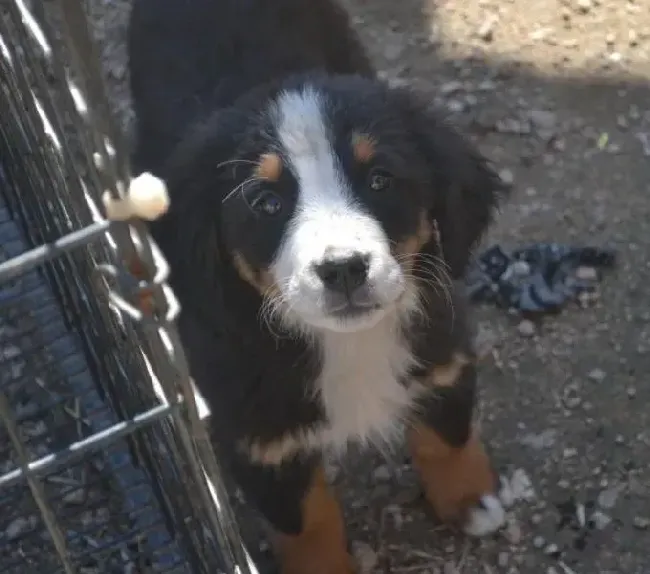伯恩山犬|伯恩山犬总是随地大小便应该如何教育