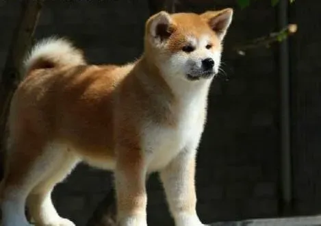 秋田犬|主人应该怎样训练秋田犬习惯被其他人抚摸