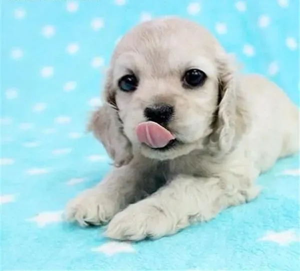 可卡犬|带可卡犬回家的相关事项有哪些