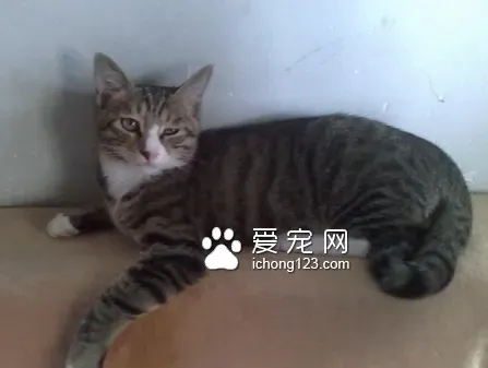 猫咪便秘怎么办 保证日常充足的供水 | 便秘