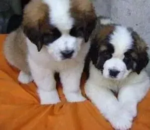 圣伯纳犬|我家圣伯纳犬随地小便怎么训练呢