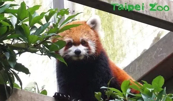 天冷活动力更旺盛 熊猫宝宝在带领下户外体验世界 | 熊猫