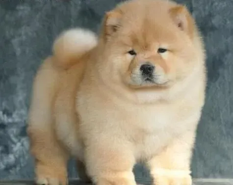 松狮犬|视觉沟通 松狮犬与同伴相识的方法