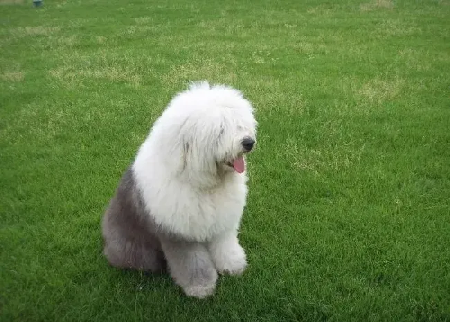 古代牧羊犬|古代牧羊犬的肥胖症应该如何解释
