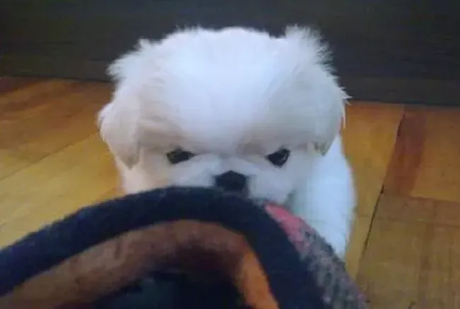 京巴狗|成材之道 成功训练京巴犬的秘诀——表扬
