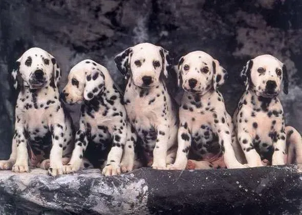 斑点狗|饲养斑点狗幼犬的好提议