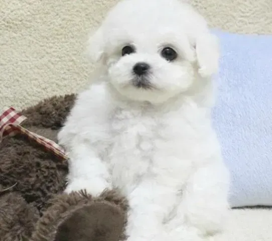比熊犬|如何认真对待比熊犬的换毛期
